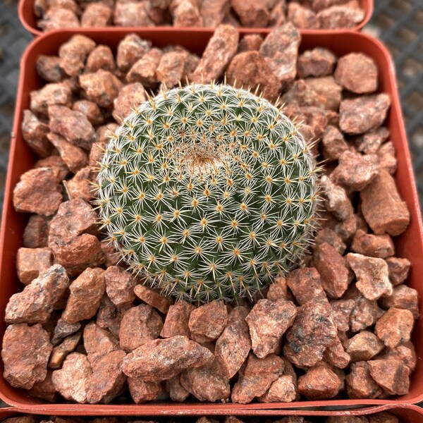 Mammillaria perbella