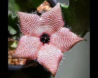 Stapelia clavicorona [Soutpansberg, RSA]