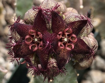 Caralluma shadhbana