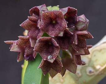 Caralluma procumbens [Tamil Nadu, India]