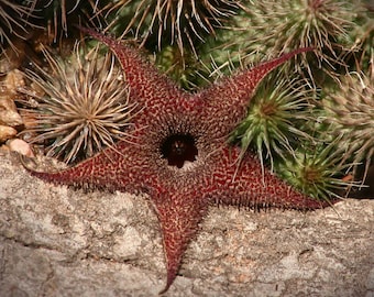 Huernia pillansii