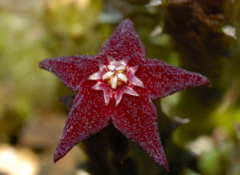 Australluma ubomboensis image 1