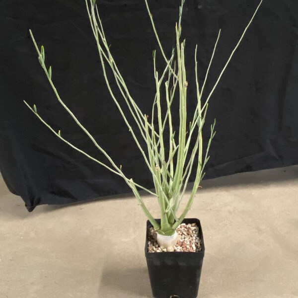 Adenia pechuelii (female plant)
