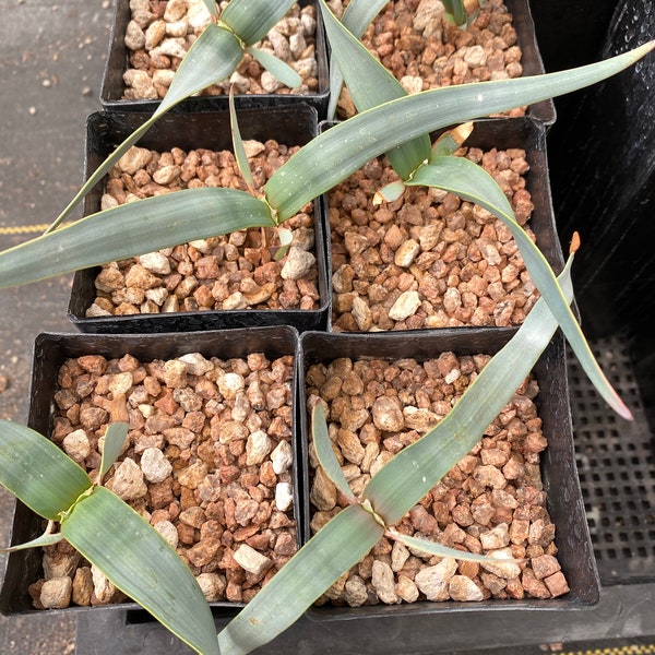 Welwitschia mirabilis