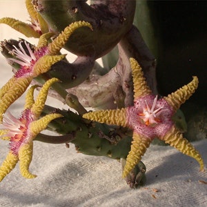 Stapelia flavopurpurea