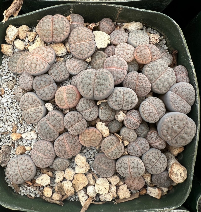 Lithops fulviceps var. lactinea Bild 1