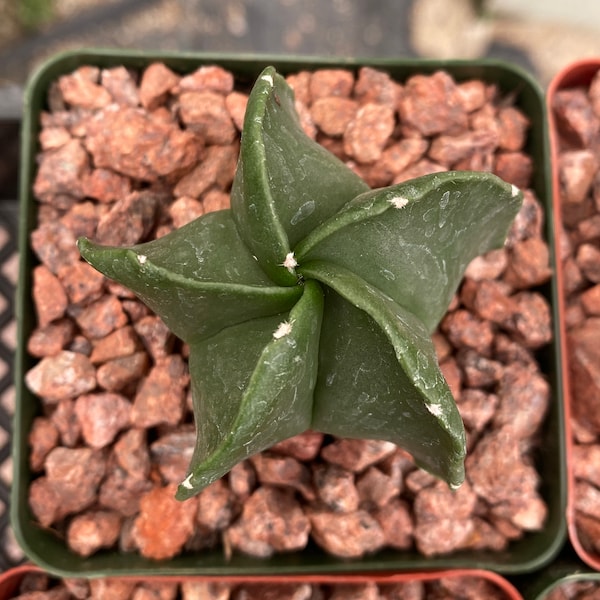 Astrophytum myriostigma nudum