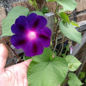 May PreOrder - 4 Live plants, Morning Glory Vines, - Ipomoea purpurea