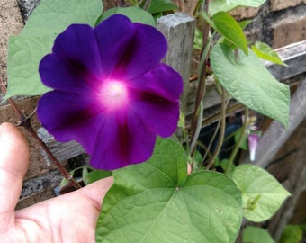 May PreOrder - 4 Live plants, Morning Glory Vines, - Ipomoea purpurea