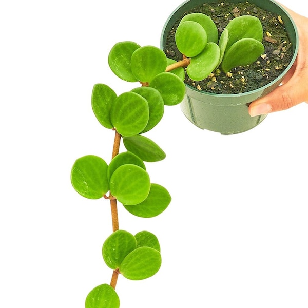 Peperomia 'Hope', 4" Pot, Trailing Jade, Jade Necklace, Round Leaf Peperomia, Creeping Buttons
