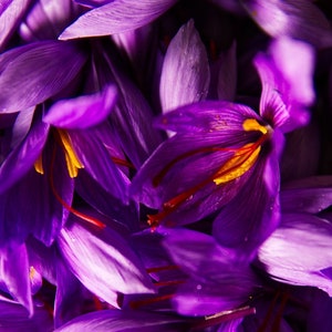 Pack of 30 - Saffron Spice Crocus Bulbs - Autumn Flowering &#39;Sativus&#39;