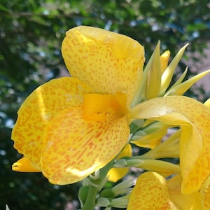 Saffraan met gouden spikkels Cannalelie - Yellow King Humbert