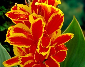 Canna Lily - Dwarf Lucifer