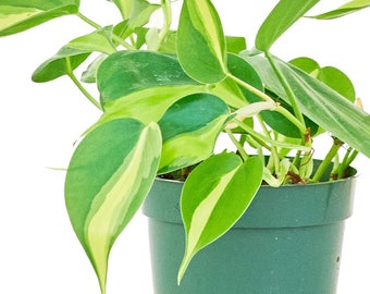 Philodendron 'Brazil', 4" Pot, Brasilian philodendron, Philodendron cordatum, Philodendron scandens, Heart-leaf philodendron