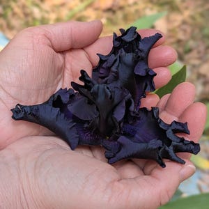 May include: A deep dark purple iris flower with ruffled, velvety petals. The bloom features complex, layered structures with a saturated, near-black coloration throughout its form, showcasing intricate textures and a distinct, dramatic floral shape.
