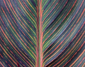 Orange Canna Lily - Rainbow leaves - Deep Orange Flower - Durban, Phasion - 4 ft tall