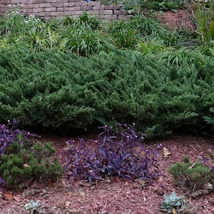 6 purperhartplanten - Purple Wandering Jew - Tradescantia pallida
