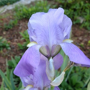 Lavender &#39;Sea Double&#39;, Bearded Iris