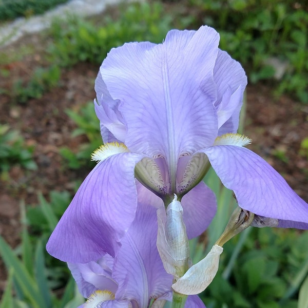 Lavender 'Sea Double', Bearded Iris