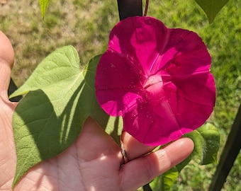 4 Live Plants,  Morning Glory, Scarlett O'hara, Ipomoea nil, Fast Growing Vine, Morning bloomer