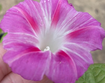 NEW Live Plant - Baby Doll Morning Glory, Rare Variety