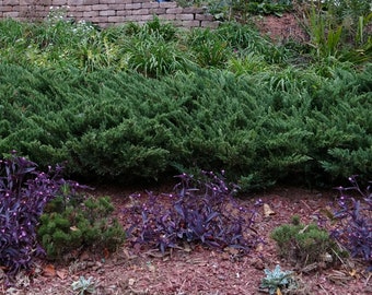 3 Purple Heart Plants - Purple Wandering Jew - Tradescantia pallida