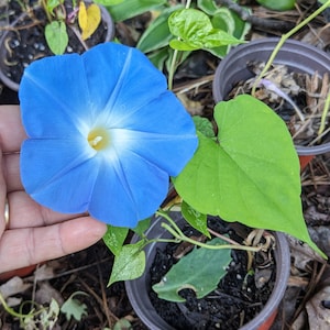 May include: A blue morning glory flower with a white center, growing in a pot with green leaves.