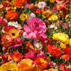 May include: A vibrant field of colorful flowers in full bloom. The image showcases a variety of ranunculus flowers in shades of pink, red, orange, and yellow. The petals are layered and delicate, creating a lush and textured appearance.