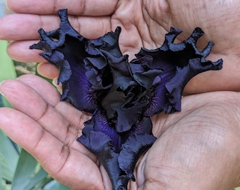 Black Iris Germanica, Mini to Jumbo size -  Bearded Iris 'All Night Long'