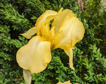 Yellow Iris, 'Coronation', Bearded Iris