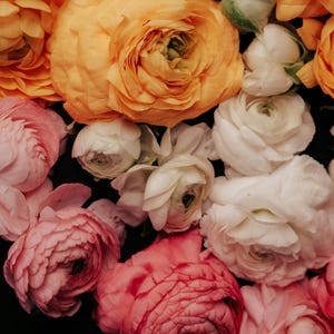 NEW Pack of 20 - Colorful Ranunculus Mix - Persian Buttercup, 'Carnival' - Aviv - Size 7+