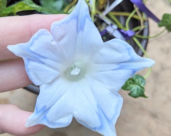 Live Plant - Kikyo Blue Silk - Japanese Morning Glory, Rare Variety, Morning Glory Vine