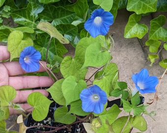 NEW - Live Plant, Ivyleaf Baby Blue, Rare Morning Glory, Mini Heavenly Blue