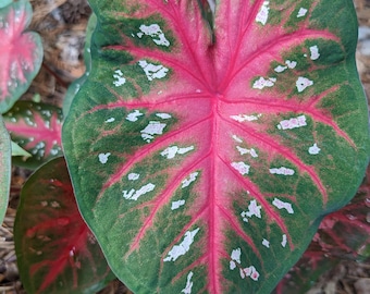 BOGO SALE, Pack of 10 - Red Flash, Fancy Leaf Caladium Tubers