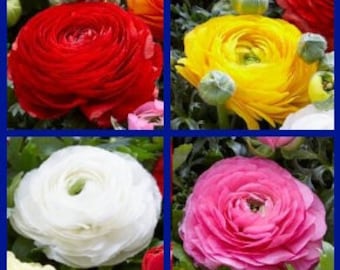 Pack of 20 - Colorful Ranunculus Mix - Persian Buttercup Colorful Mix - Aviv - Size 7+