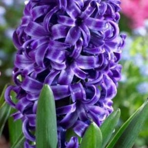 Fall Preorder - Pack of 6 or 12 - Hyacinth Large Bulbs, size 16/17 - Hyacinthus Orientalis - Blue Star - Fragrant