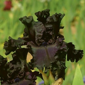 Fall Preorder - Black Iris Germanica -  Bearded Iris &#39;All Night Long&#39;