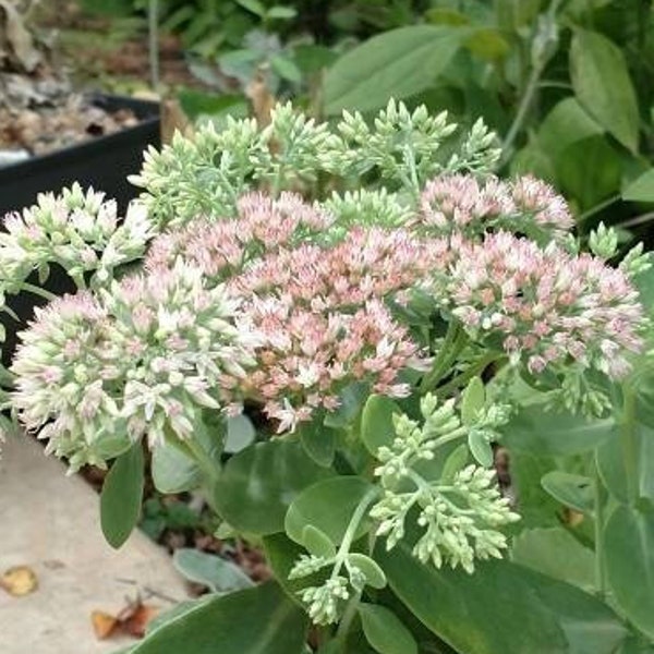 Pack of 3, Autumn Joy - Sedum - Stonecrop