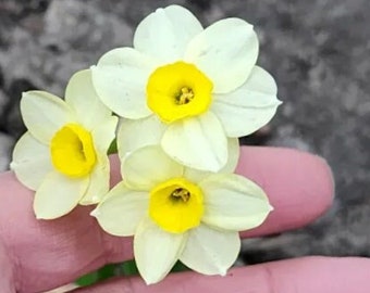 Now in stock - Pack of 20 - Miniature Daffodils 'Minnow', 12/14