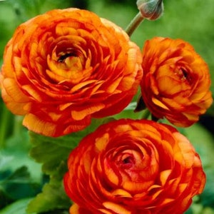 Fall Preorder - Pack of 20 - Aviv &#39;Orange&#39;, Ranunculus - Persian Buttercup - Size 7+