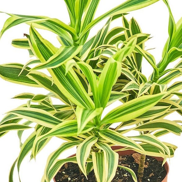 Song of India variegated, 6" Pot Dracaena reflexa - Song of Jamaica