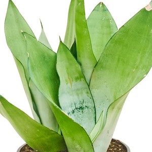 Silver Moonshine Snake Plant, 6" Pot - Uncommon/Rare Sansevieria trifasciata