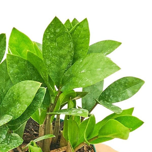 Zanzibar Gem Plant, 4" Pot - ZZ Plant, Zamioculcas zamiifolia, Zuzu plant, Aroid palm, Eternity plant, Emerald palm, Money plant