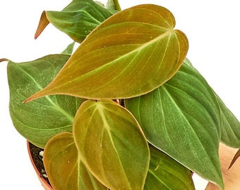 Velvet Leaf Philodendron, 4" Pot - Philodendron Micans