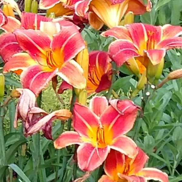 Pack of 3 - Tall Daylily - Rust Orange - Hemerocallis