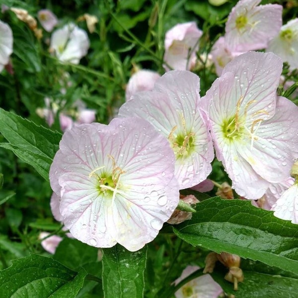 BOGO Sale, 3 Live Plants get 3 more free, Pink Evening Primrose - Oenothera speciosa - Buttercup