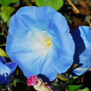 K&ouml;nnte beinhalten: Eine Nahaufnahme einer blauen  Wunderblume mit wei&szlig;em Zentrum. Die Blume ist scharf, w&auml;hrend der Hintergrund unscharf ist.