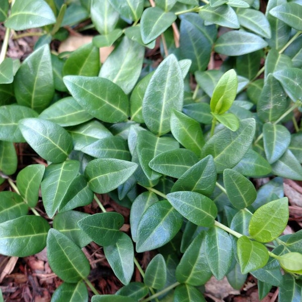 Pack of 10, Vinca Minor - fast-growing evergreen ground cover with purple flowers - Creeping myrtle, dwarf myrtle, periwinkle