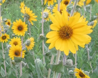 Pack of 3 - Ashy Sunflower - Helianthus mollis