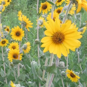Pack of 3 - Ashy Sunflower - Helianthus mollis